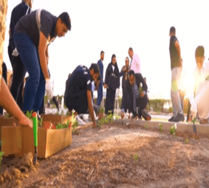 Afforestation Day